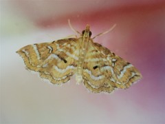 Musotima ochropteralis