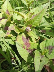 Persicaria nepalensis
