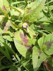 Persicaria nepalensis