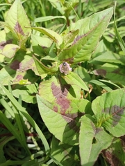 Persicaria nepalensis