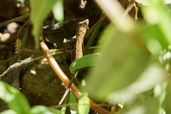 Anolis zapotecorum