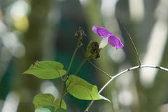 Ipomoea mairetii