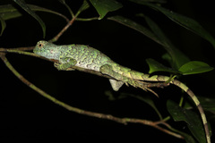 Enyalius catenatus