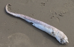 Gymnothorax nigromarginatus
