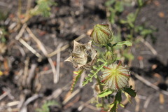 Hibiscus tridactylites
