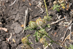 Hibiscus tridactylites