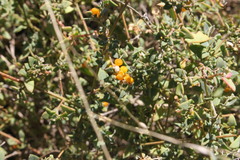 Chenopodium nutans