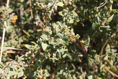 Chenopodium nutans