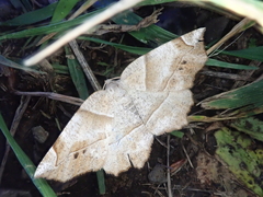 Endropiodes indictinaria