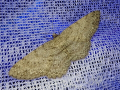 Hypomecis punctinalis conferenda