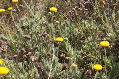 Leiocarpa brevicompta