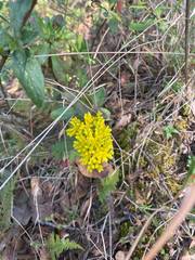 Sedum confusum