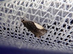 Statherotmantis shicotana