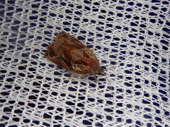 Archips oporana