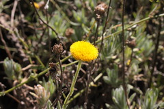 Leiocarpa brevicompta