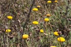 Leiocarpa brevicompta