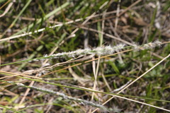Digitaria brownii