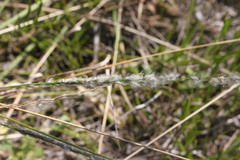 Digitaria brownii