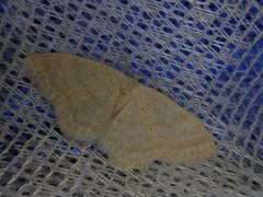 Scopula nupta