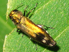 Agrilus chujoi
