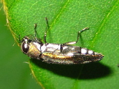 Agrilus chujoi