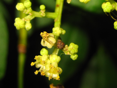 Zanthoxylum schinifolium