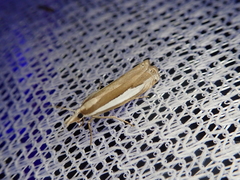 Crambus argyrophorus