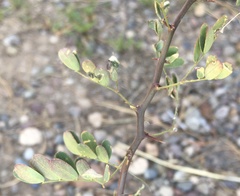 Prosopis pubescens