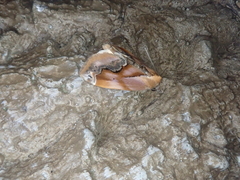 Lophomilia polybapta