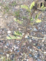 Prosopis pubescens