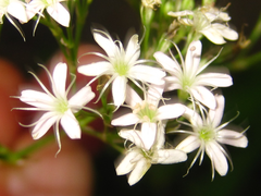 Gypsophila oldhamiana