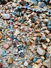 Rhinobothryum bovallii