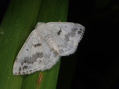 Lomographa temerata