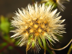 Picris japonica