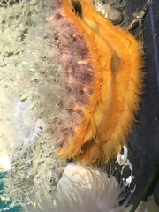 Crassadoma