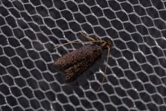 Lecithocera terrigena