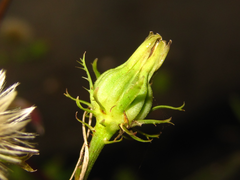 Picris japonica
