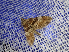 Stenograpta stenoptera