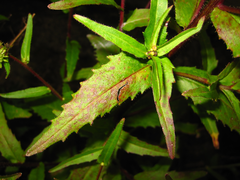 Picris japonica