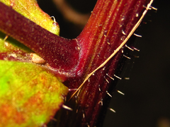 Picris japonica
