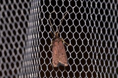 Lecithocera terrigena