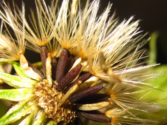 Picris japonica