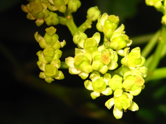 Zanthoxylum schinifolium