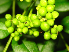 Zanthoxylum schinifolium