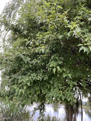 Plagianthus regius