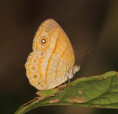 Mycalesis fusca