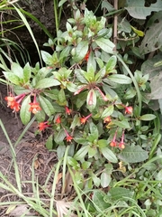 Fuchsia