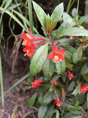 Fuchsia