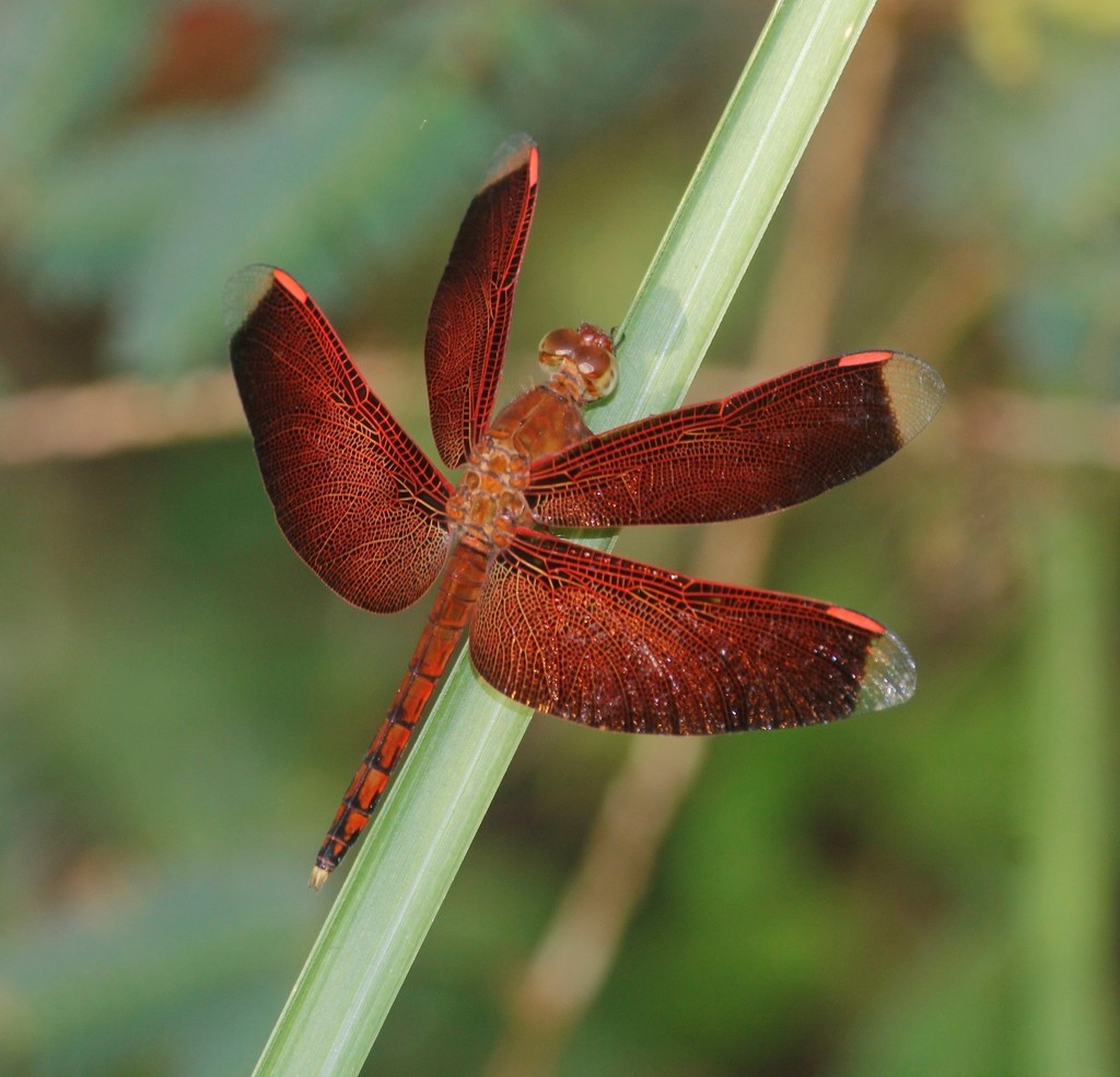 【ノブタ】dragonfly  generix ノブタ】dragonfly generix 91_source_1757428417.jpg