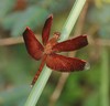 Straight-edge Red Parasol - Photo (c) faridmuzaki, some rights reserved (CC BY-NC)